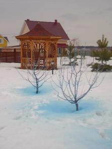 Профессиональная обрезка плодовых деревьев