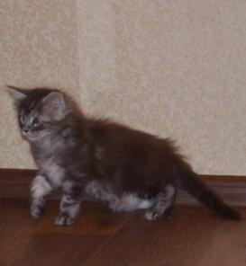 Котенок породы Мейнкун