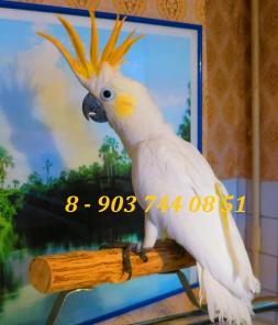 Какаду оранжевохохлый ( Cacatua sulphurea citrinocristata) - ручные птенцы из питомников Европы.