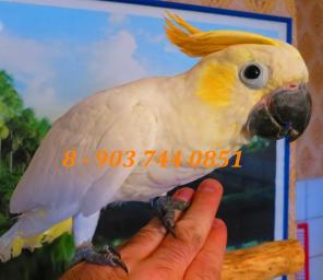 Какаду оранжевохохлый ( Cacatua sulphurea citrinocristata) - ручные птенцы из питомников Европы.