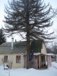 Спилить,удалить дерево в Раменском,Раменском районе,Жуковском,Бронницах.