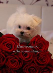 очаровательные щенки Мальтезе мини и стандарт