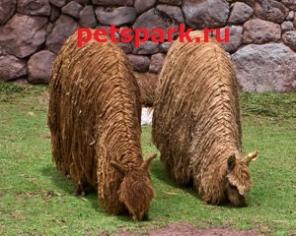 Купить Альпаку Хуакаси, Сури, Ламу Домашнюю можно у нас. Продам