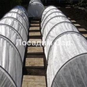 Саженцы, парники, рассада, семенной картофель