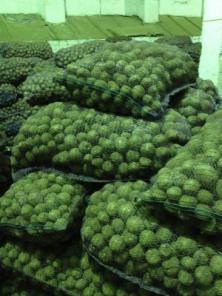 Картофель оптом (продовольственный, семенной)