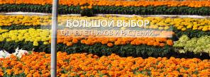 Продажа однолетних, многолетних цветов, газона