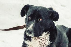 Одинокий приютский пес Бим хочет найти хозяев!