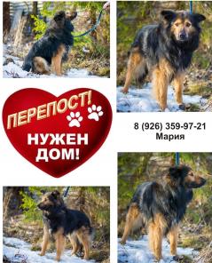 Ищет дом очень добрый и ласковый пес .