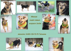 Мальвина, молодая собачка в дар, в добрые руки