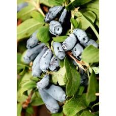 Вкусная жимолость, которая не осыпается.