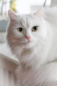 Кошка Белоснежка ищет новый дом.