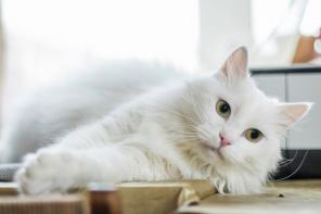 Кошка Белоснежка ищет новый дом.