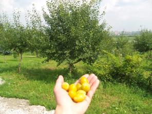 Саженцы: каштан, голубая ель, плакучая ива