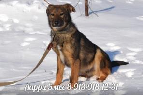 Щенок Ларри