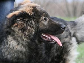 Крупный подрощенный щенок Барон в дар. 8 месяцев