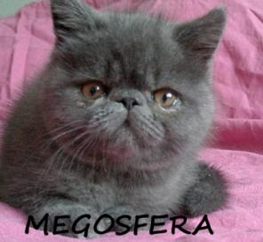 Котята плюшевые экзоты