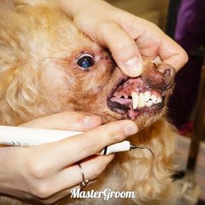 Зоопарикмахерская, зоосалон MasterGroom, стрижка когтей, чистка зубов