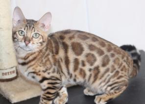 Бенгальские котята