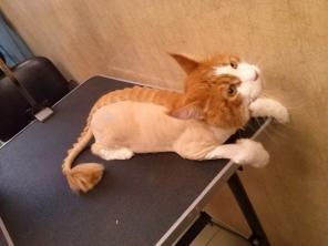 Стрижка собак и кошек на дому в ВАО, ЮВАО