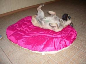 Гостиница для животных