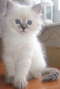 Невские маскарадные котята 2 мес.