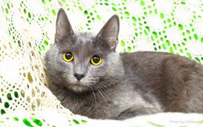 Юный любопытный котофей Дарси в поисках дома.