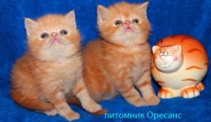 Экзотическая плюшевая малышка