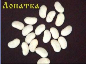 продаем фасоль оптом