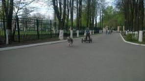 щенки Аляскинского маламута