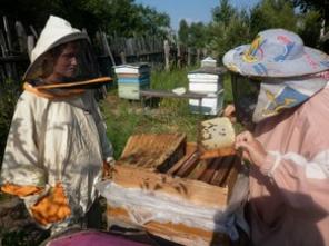 Продаю пасеку в д. Стёпаново