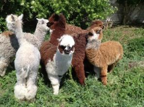 Купить Альпаку Хуакаси , Сури можно у нас. Лама