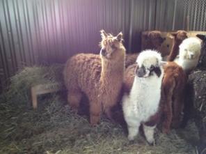 Купить Альпаку Хуакаси , Сури можно у нас. Лама