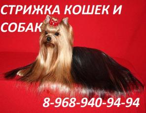 стрижка кошек и собак