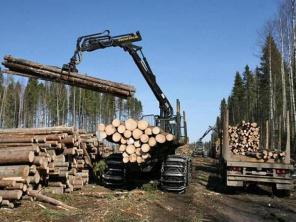 Лес на корню до 180 тыс. куб. м. на 43 года