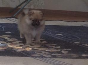 продам щенков немецкого шпица