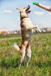 Отдаю в дар очаровательного солнечного собакевича! )