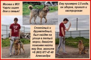 Москва и МО! Пес по имени Чарли в поисках семьи