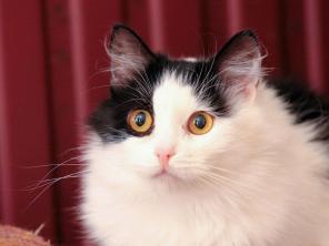 Очаровательная кошечка Молли ищет временную передержку или постоянный дом!