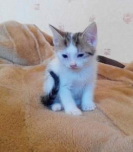 Котята даром