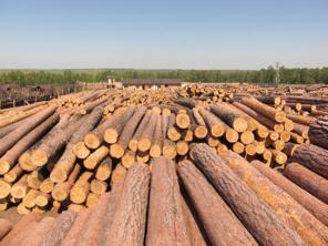 Продаем лес пиловочник еловый, сосновый, березовый, осиновый