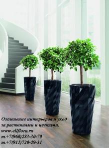 Озеленение интерьеров, цветы, растения в офис.