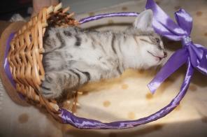 Котенок Семен в добрые руки!