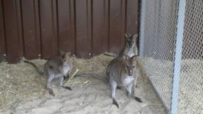 Продам Кенгуру Рыжие, Беннета, Серые, Валлаби