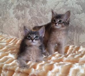 Сомалийские котята