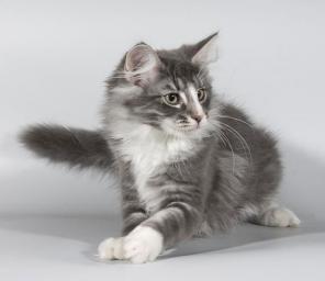 Норвежский лесной котик