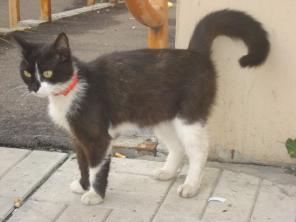 Котенок в дар