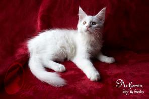 Продам Котят Мейн Кун из питомника