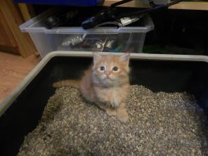 Очаровательные котята в дар!