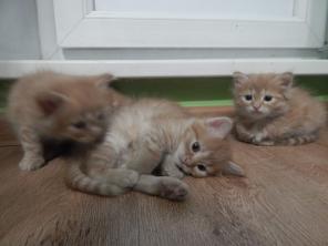 Очаровательные котята в дар!