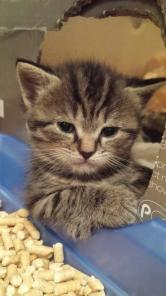 Отдам котенка в хорошие руки